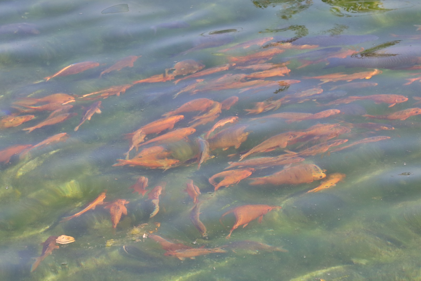 fishes