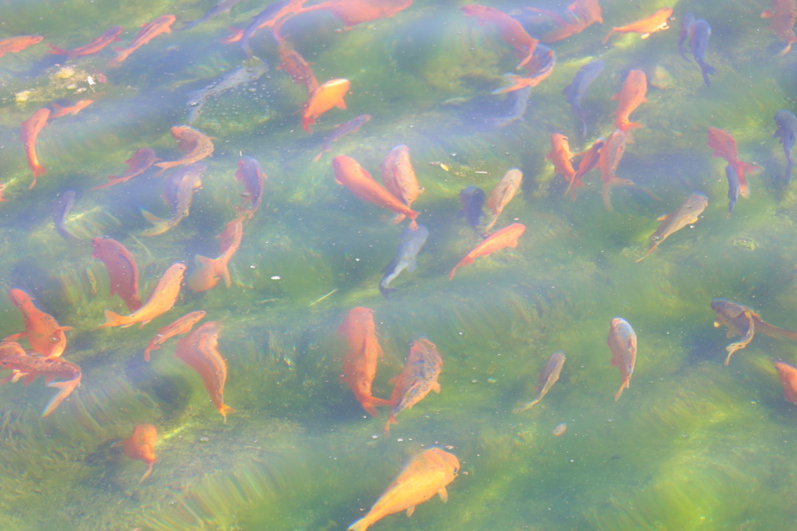 fishes